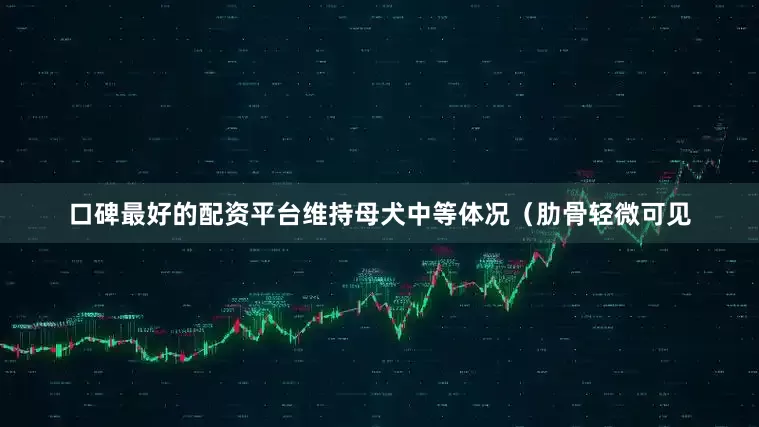 口碑最好的配资平台维持母犬中等体况（肋骨轻微可见